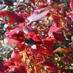 Blueberry 'Bluecrop' -Sapling Vibe Sales Store pl0000001890 card3 lg