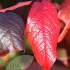 Blueberry 'Bluecrop' -Sapling Vibe Sales Store pl0000001890 card4 lg