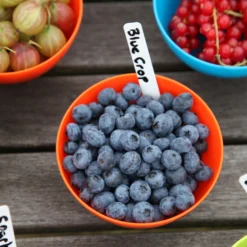 Blueberry 'Bluecrop' -Sapling Vibe Sales Store pl0000001890 card6 lg scaled
