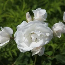 Rosa Iceberg ('Korbin') -Sapling Vibe Sales Store pl0000002375 card4 lg