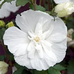 Hibiscus Syriacus White Chiffon ('Notwoodtwo') (PBR) (Chiffon Series)