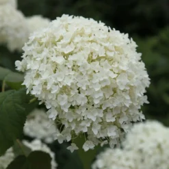 Hydrangea Arborescens 'Annabelle'