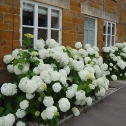Hydrangea Arborescens 'Annabelle' -Sapling Vibe Sales Store pl0000003968 card3 lg