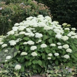 Hydrangea Arborescens 'Annabelle' -Sapling Vibe Sales Store pl0000003968 card6 lg