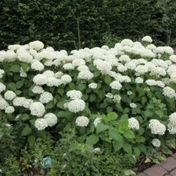 Hydrangea Arborescens 'Annabelle' -Sapling Vibe Sales Store pl0000003968 card7 lg