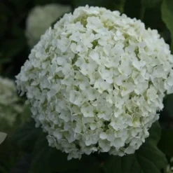 Hydrangea Arborescens 'Annabelle' -Sapling Vibe Sales Store pl0000003968 card8 lg