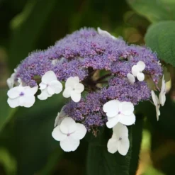Hydrangea Aspera 'Villosa Group'