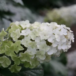 Hydrangea Quercifolia Snow Queen ('Flemygea')
