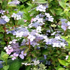 Hydrangea Serrata 'Bluebird'