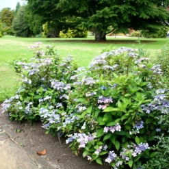 Hydrangea Serrata 'Bluebird' -Sapling Vibe Sales Store pl0000003992 card3 lg