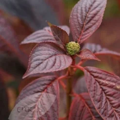 Hydrangea Serrata 'Bluebird' -Sapling Vibe Sales Store pl0000003992 card4 lg