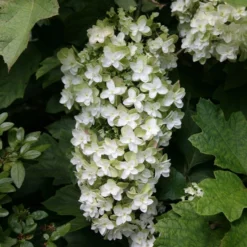 Hydrangea Quercifolia Snowflake ('Brido')