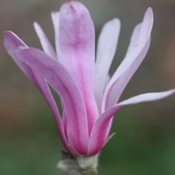 Magnolia × Loebneri 'Leonard Messel' -Sapling Vibe Sales Store pl0000004144 card3 lg