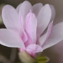 Magnolia × Loebneri 'Leonard Messel' -Sapling Vibe Sales Store pl0000004144 card4 lg
