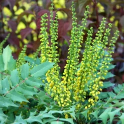 Mahonia × Media 'Winter Sun' -Sapling Vibe Sales Store pl0000004161 card3 lg
