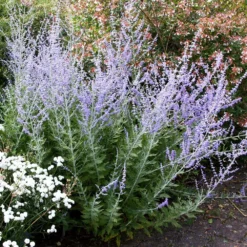 Perovskia 'Blue Spire' -Sapling Vibe Sales Store pl0000004182 card4 lg