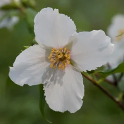 Philadelphus 'Belle Étoile'