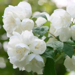 Philadelphus 'Virginal'