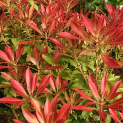 Pieris 'Forest Flame'