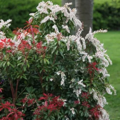 Pieris 'Forest Flame' -Sapling Vibe Sales Store pl0000004237 card3 lg