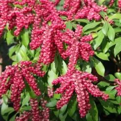 Pieris Japonica 'Valley Valentine'