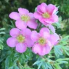 Potentilla Fruticosa 'Pink Beauty' (PBR)