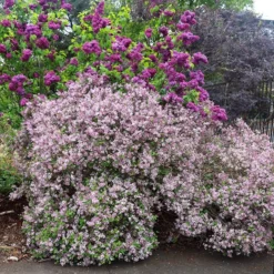 Syringa Meyeri 'Palibin'
