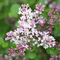 Syringa Meyeri 'Palibin' -Sapling Vibe Sales Store pl0000004435 card3 lg