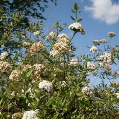 Viburnum × Burkwoodii -Sapling Vibe Sales Store pl0000004491 card3 lg