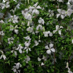 Clematis 'Alba Luxurians'