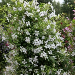 Clematis 'Alba Luxurians' -Sapling Vibe Sales Store pl0000007066 card3 lg