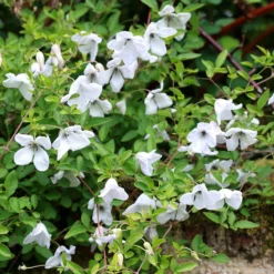 Clematis 'Alba Luxurians' -Sapling Vibe Sales Store pl0000007066 card4 lg