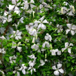 Clematis 'Alba Luxurians' -Sapling Vibe Sales Store pl0000007066 card5 lg