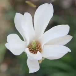 Magnolia × Soulangeana 'Alba Superba' -Sapling Vibe Sales Store pl0000007929 card4 lg