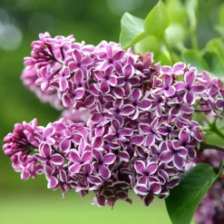 Syringa Vulgaris 'Sensation'