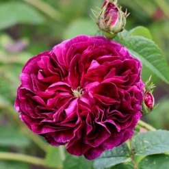 Rosa 'Charles De Mills'