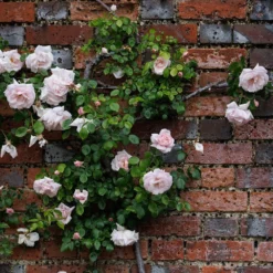 Rosa 'New Dawn' -Sapling Vibe Sales Store pl0000077913 card3 lg