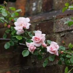 Rosa 'New Dawn' -Sapling Vibe Sales Store pl0000077913 card4 lg