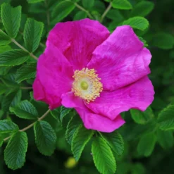 Rosa Rugosa 'Rubra'