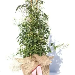 Jasminum Polyanthum -Sapling Vibe Sales Store pl0000085034 card6 lg