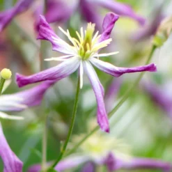 Clematis × Triternata 'Rubromarginata' -Sapling Vibe Sales Store pl1000000212 card3 lg