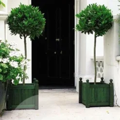 Laurus Nobilis -Sapling Vibe Sales Store pl1000000576 card5 lg