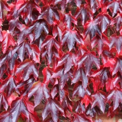 Parthenocissus Tricuspidata 'Veitchii' -Sapling Vibe Sales Store pl1000001556 card4 lg
