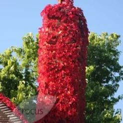 Parthenocissus Tricuspidata 'Veitchii' -Sapling Vibe Sales Store pl1000001556 card5 lg