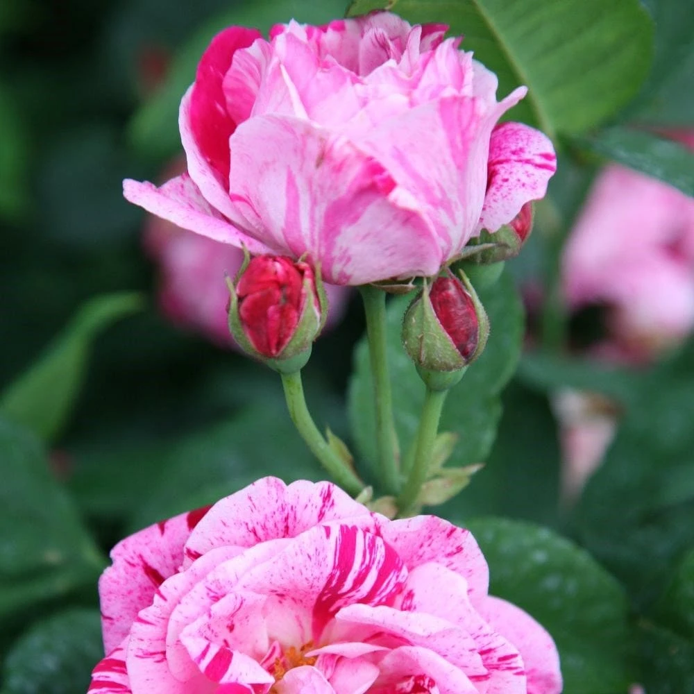 Rosa 'Ferdinand Pichard' 2 Rosa 'Ferdinand Pichard' - Image 2