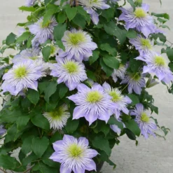 Clematis Crystal Fountain ('Evipo038') (PBR) -Sapling Vibe Sales Store pl2000005864 card3 lg
