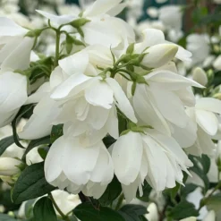 Philadelphus 'Snowbelle'