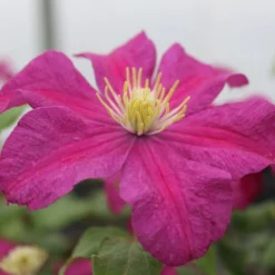 Clematis 'Remembrance'