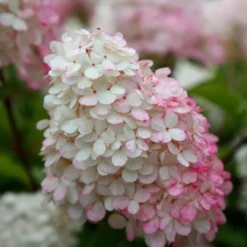 Hydrangea Paniculata Vanille Fraise ('Renhy') (PBR) -Sapling Vibe Sales Store pl2000011165 card4 lg