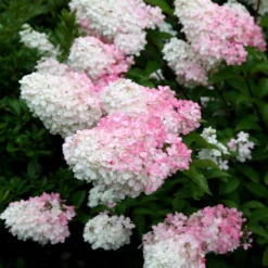 Hydrangea Paniculata Vanille Fraise ('Renhy') (PBR) -Sapling Vibe Sales Store pl2000011165 card5 lg